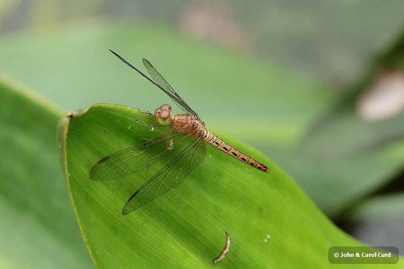 _MG_4178 Neurothemis fluctuans.JPG